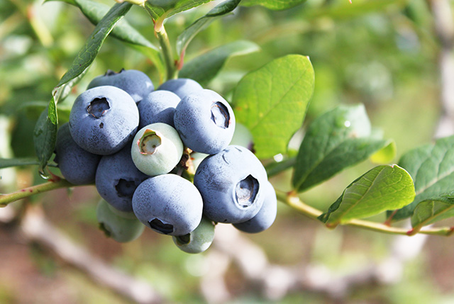 ブルーベリー狩り