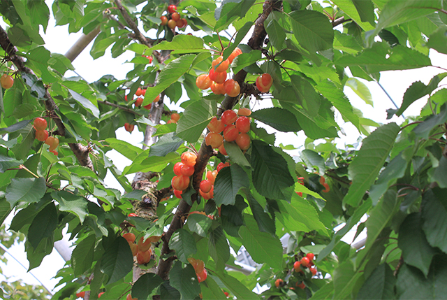さくらんぼ狩り
